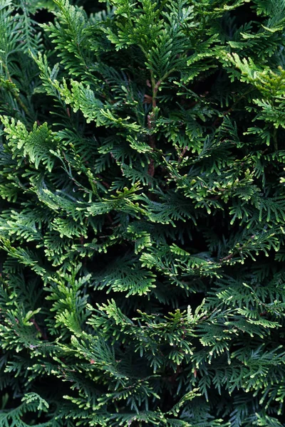 Přírodní Pozadí Abstraktní Zdi Stálezelených Větví Jehla Jako Okrasná Rostlina — Stock fotografie