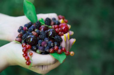 a handful of ripe cherries and black and red currant berries in female hands with a beautiful manicure on a blurred green background\