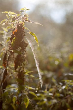 çiy arasında çim çim siste bulanık bir arka plan üzerinde sabah güneş ışığında bir örümcek ağı görüntüsünü damla