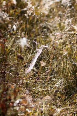 çiy arasında çim çim siste bulanık bir arka plan üzerinde sabah güneş ışığında bir örümcek ağı görüntüsünü damla