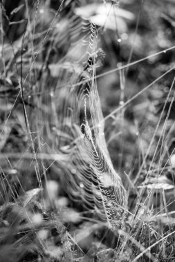 bir örümcek örümcek Web ağaç dalları bulanık orman arka plan üzerinde sabah güneş ışığında üzerinde siyah beyaz resim