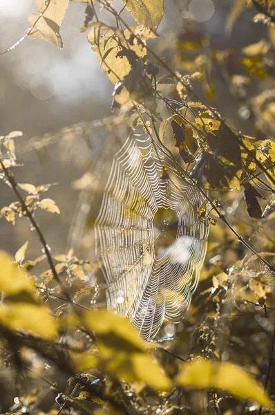 Imagem Uma Teia Aranha Gotas Orvalho Entre Grama Luz Luz — Fotografia de Stock