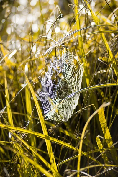 Afbeelding Van Een Spinnenweb Druppels Dauw Onder Het Gras Het — Stockfoto