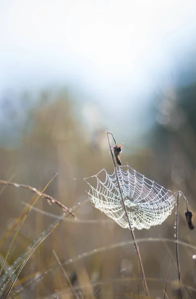 Spiderweb Branches Trees Light Morning Sunlight Blurred Forest Background — Stock Photo, Image