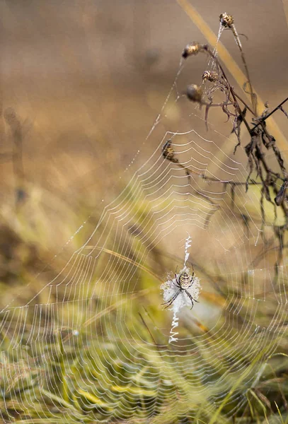 Imagen Una Araña Una Telaraña Sobre Ramas Árboles Luz Del —  Fotos de Stock