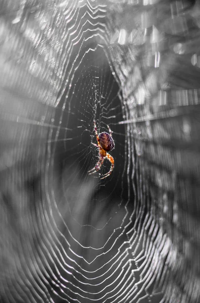 Schwarz Weiß Bild Einer Spinne Einem Spinnennetz Auf Ästen Licht — Stockfoto