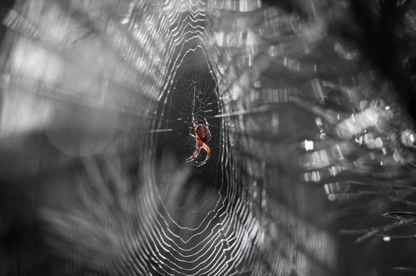 ぼやけフォレストの背景に朝日の光の中で木の枝にクモの巣のくもの黒と白のイメージ — ストック写真