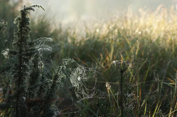 속에서 잔디의 흐리게에 햇빛에 비추어 부시에 거미줄에이 이미지 — 스톡 사진