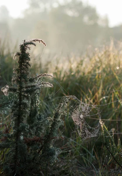 Afbeelding Van Een Spiderweb Dauw Druppels Een Kleine Juniper Struik — Stockfoto