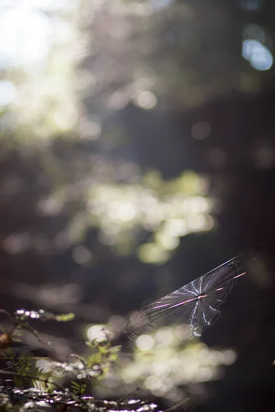 Spiderweb Gałęziach Drzew Świetle Słońca Rano Tle Lasu Niewyraźne — Zdjęcie stockowe