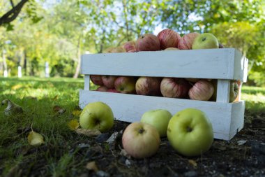 Güneşli bir günde bahçenin bulanık arka planında olgun elmalarla dolu beyaz ahşap sandık.