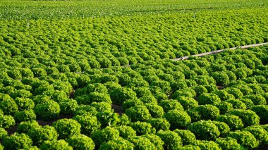 Kıvırcık marul bahçesi. Tarım alanı. Tarlada sebze yetiştiriyor..
