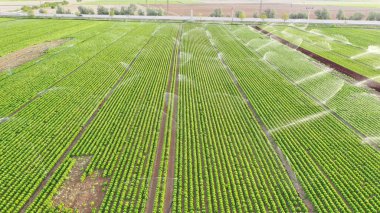 Sulama sistemleri marul bahçesinde. Aerlal manzaralı. Marul yetiştiriyorum..