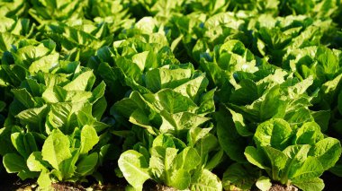 Organik marul bahçesi. Yakın çekim..