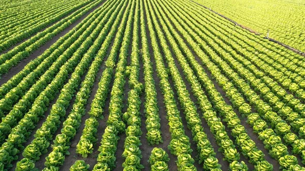 レタスの庭の空中ビュー レタス栽培園 — ストック写真
