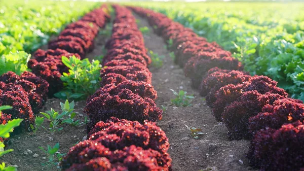 Jardin Laitue Biologique Gros Plan — Photo