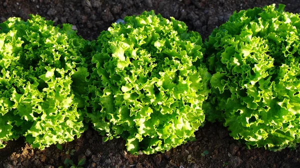 Huerto Lechuga Ecológica Primer Plano — Foto de Stock