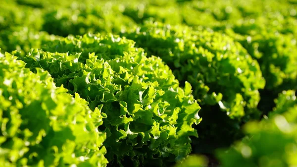 Jardin Laitue Biologique Gros Plan — Photo