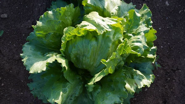 Jardin Laitue Biologique Gros Plan — Photo