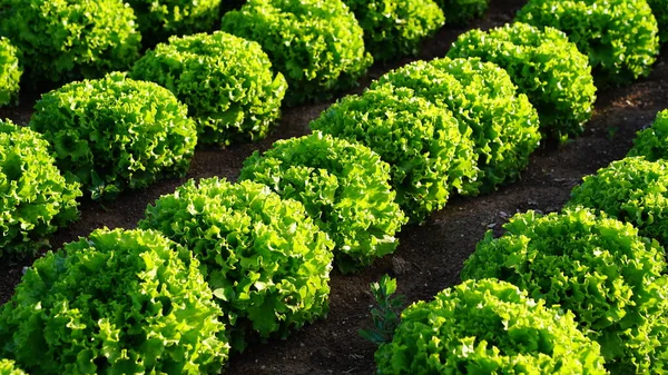 Jardin Laitue Bouclée Champ Agricole Cultiver Des Légumes Dans Les Photos De Stock Libres De Droits