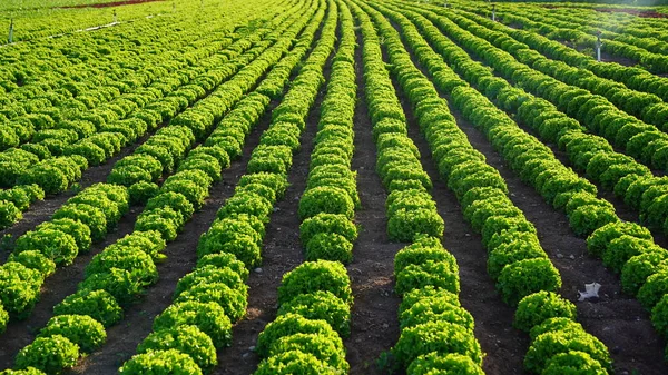 Jardin Laitue Bouclée Champ Agricole Cultiver Des Légumes Dans Les Images De Stock Libres De Droits