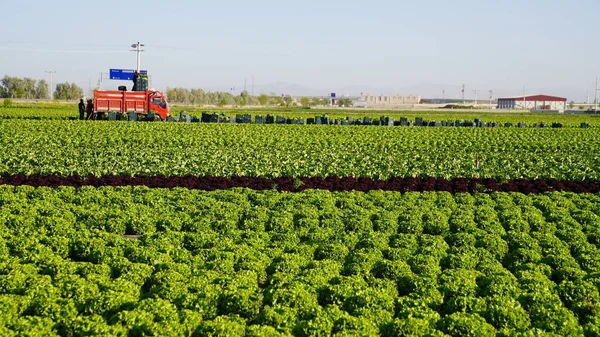 Jardin Laitue Gros Plan Vue Aérienne Champ Agricole Champ Légumes Image En Vente