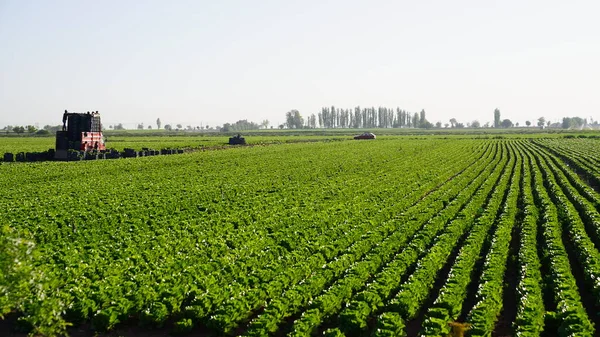 Jardin Laitue Biologique Gros Plan Photo De Stock