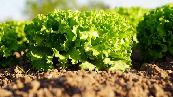 Jardin Laitue Biologique Gros Plan Photo De Stock