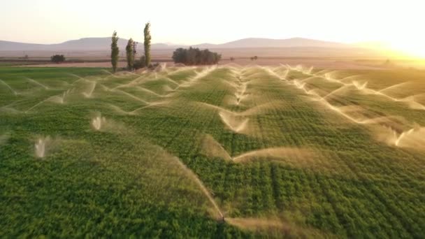 Les systèmes d'irrigation sont dans un champ agricole au coucher du soleil. Vue aérienne . — Video