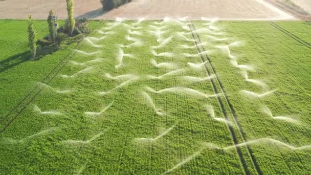 Les systèmes d'irrigation sont dans un champ agricole au coucher du soleil. Vue aérienne . — Video