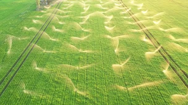 Irrigatiesystemen bevinden zich bij zonsondergang op landbouwgebied. Luchtzicht. — Stockvideo