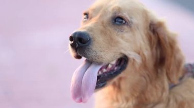 Bir köpek hızlı nefes alıyor. Yakın çekim..