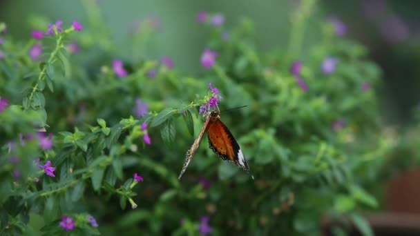 Uma borboleta que se alimenta de flores no jardim. Imagem de close-up . — Vídeo de Stock