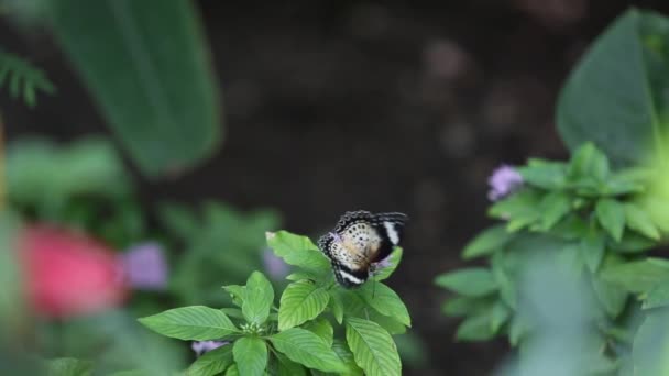 Un papillon se nourrissant de fleurs dans le jardin. Gros plan . — Video