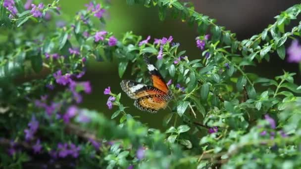 Motyl żywiący się kwiatem w ogrodzie. Strzał z bliska. — Wideo stockowe