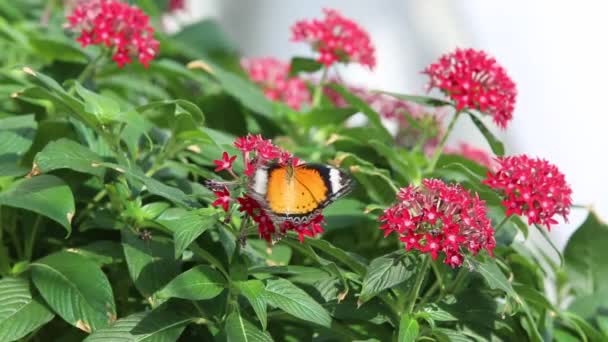 Ein Schmetterling, der sich von Blumen im Garten ernährt. Nahaufnahme. — Stockvideo
