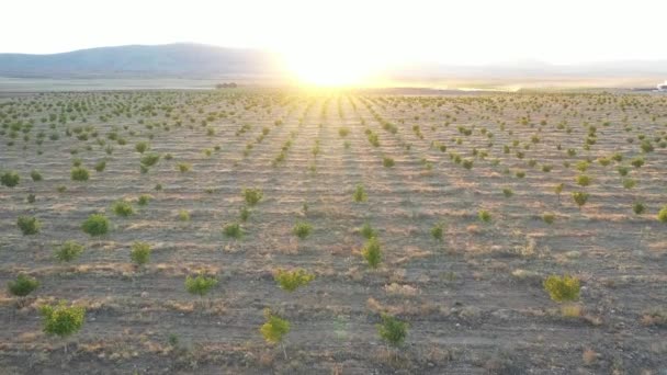 Vue aérienne du noyer au coucher du soleil ou au lever du soleil . — Video