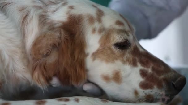 Un veterinario acaricia perros cabeza en clínica de mascotas . — Vídeos de Stock