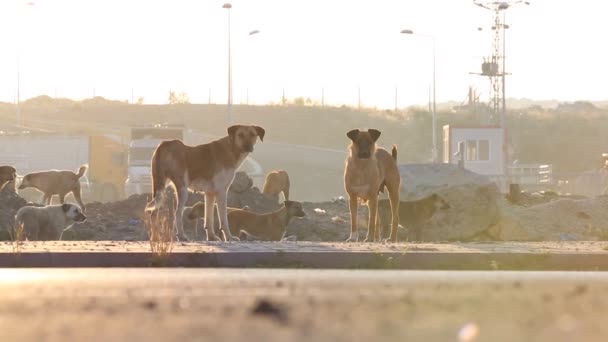 Perros callejeros, perros sin hogar están mirando la cámara . — Vídeo de stock