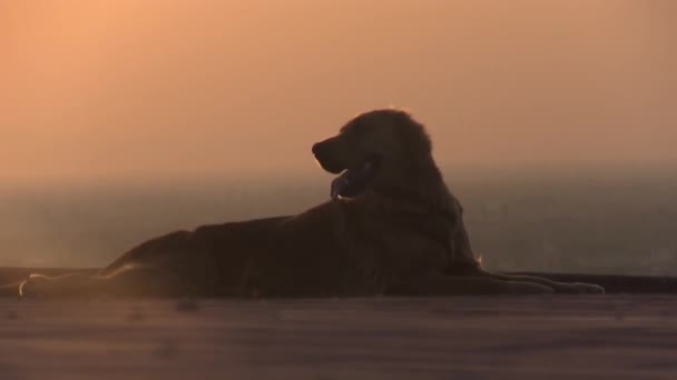 Um cão deficiente está sentado e caminhando com suas pernas theree ao pôr do sol . — Vídeo de Stock