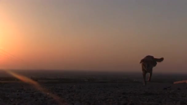 Un perro discapacitado corre a la cámara al atardecer . — Vídeo de stock