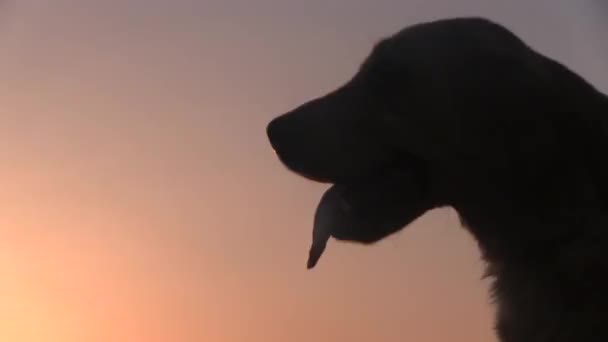En hund andas snabbt vid solnedgången bakgrund. — Stockvideo