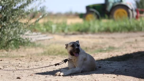 アナトリアの羊飼いの犬が座ってすぐに呼吸をしています. — ストック動画