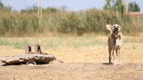 Een hond, een anatolische herdershond kwispelt de staart en kijkt naar de camera in het veld. — Stockvideo