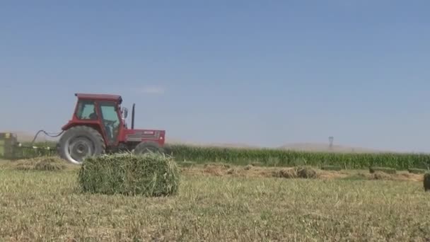 Er werkt een balenpers in het veld. Een balenpers. Landbouwactiviteit. — Stockvideo