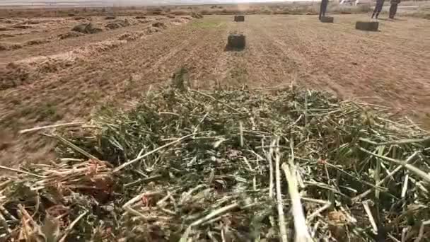 Une presse travaille sur le terrain. Baling machine. Activité agricole .