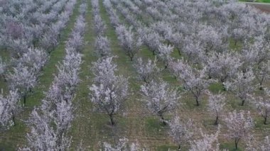 Tarlada bir sürü kayısı ağacı ve erik ağacı var. Bahar geldi. Hava ağacı arkaplanı.