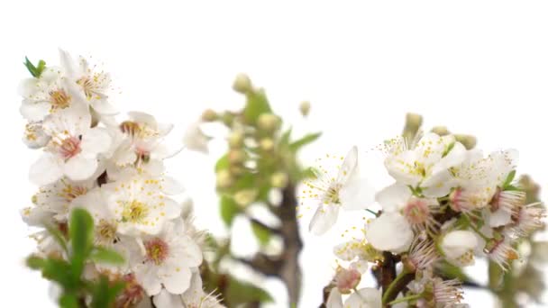 枝に白い花をゆっくりと白い背景に回転させます。撃たれたぞ。春のアイコン. — ストック動画