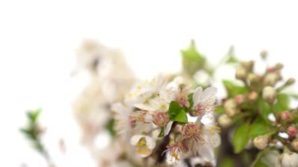 As flores brancas em um ramo giram lentamente no fundo branco. Um tiro de perto. Ícone de primavera . — Vídeo de Stock