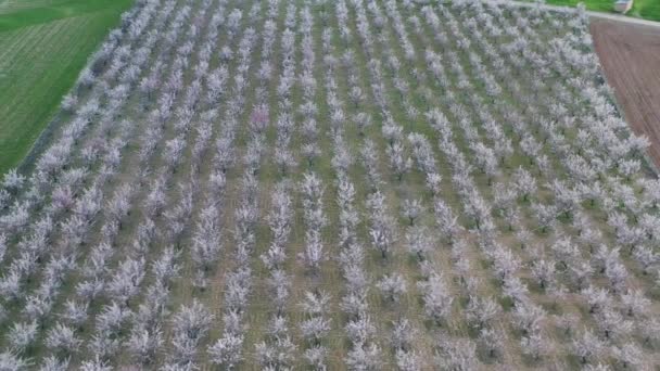 Aerial view of lots of apricot tree and plum tree in field. Spring time . Aerial tree background. — Stock Video